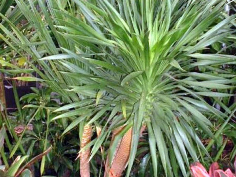 Dracaena species