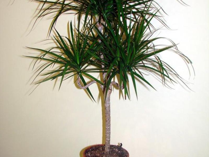 Dracaena varieties