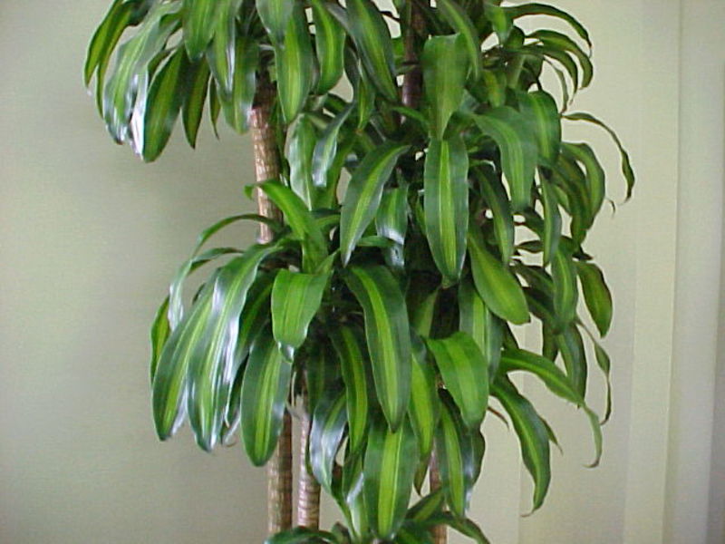 How to grow dracaena