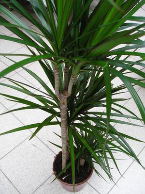 One type of dracaena