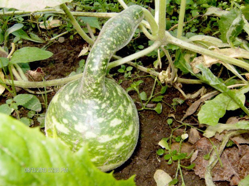 Growing pumpkin