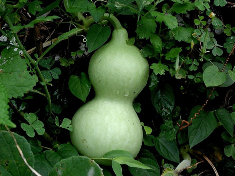 Lagenaria bottle gourd