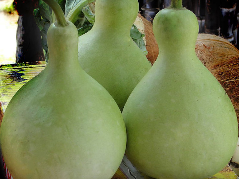 Variety of pumpkin