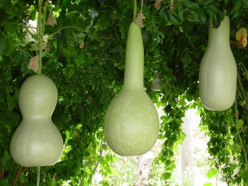 Gourd pumpkins