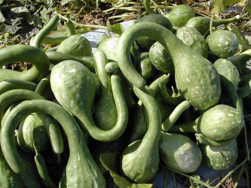 Varieties of pumpkin varieties