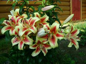 OT lilies - varieties of hybrids and care features