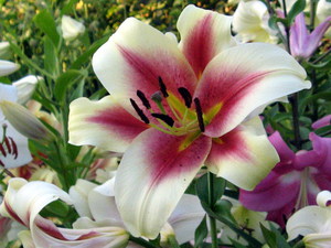 Characteristics of popular hybrid lilies