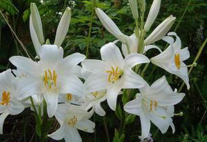 White lily in the garden