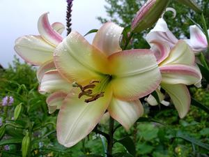 Growing lilies