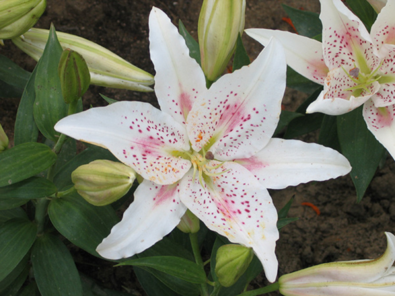 Lily OT-hybrid