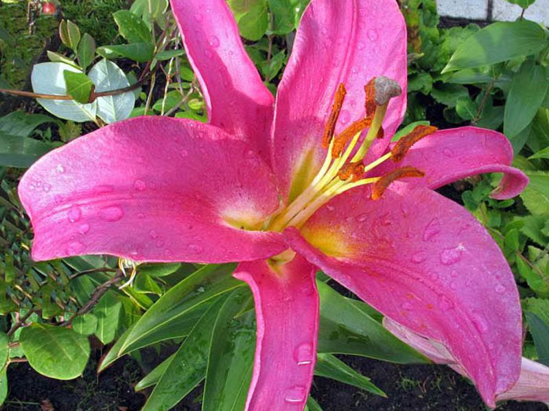 Characteristics of popular hybrid lilies