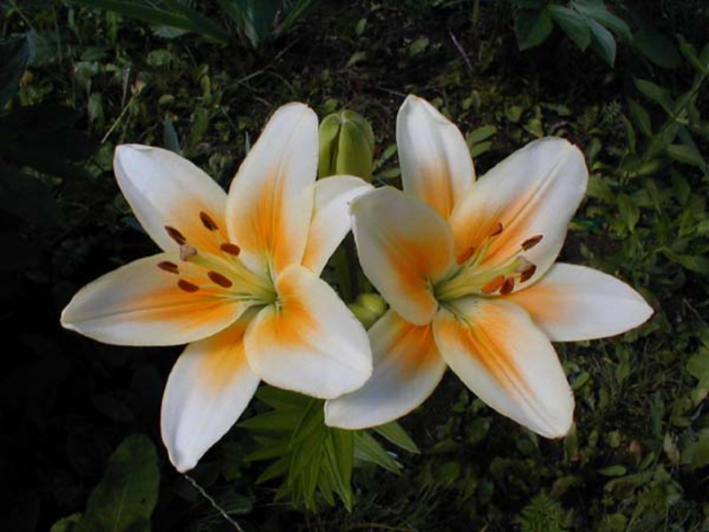 Lilies from hybrids varieties