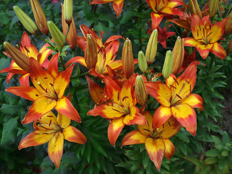 Lily in the garden