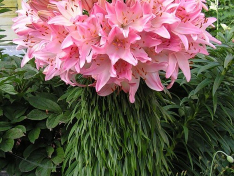 Characteristics of popular hybrid lilies