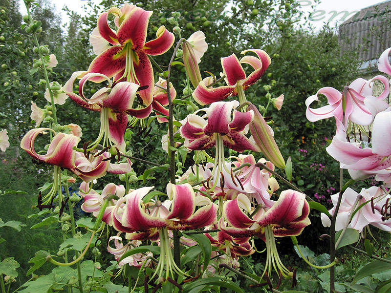 Lily hybrid