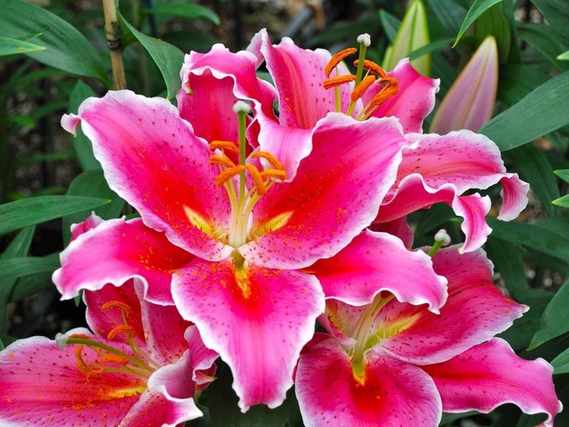 Growing lilies in the garden