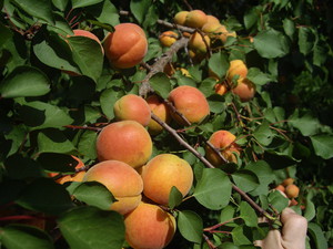 The best varieties of apricots for the Moscow region: name, description, reviews