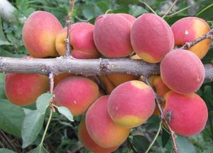 Varieties and types of apricots