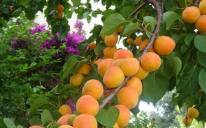 Apricot fruits