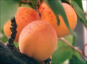 Growing apricots in the suburbs