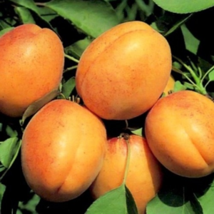 The most common varieties of apricots