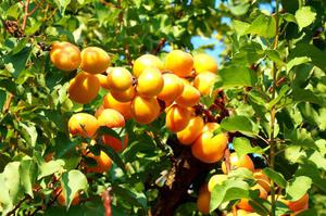 Planting and caring for apricots