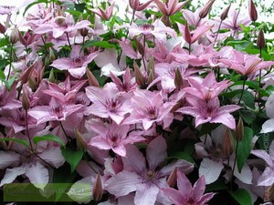 Clematis care