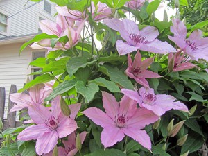 How to plant clematis