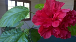 Hibiscus flower meaning