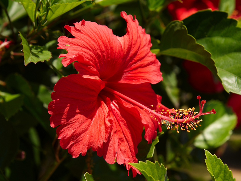 Growing hibiscus home