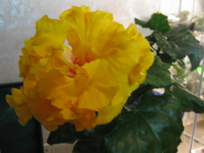 Hibiscus or Chinese rose