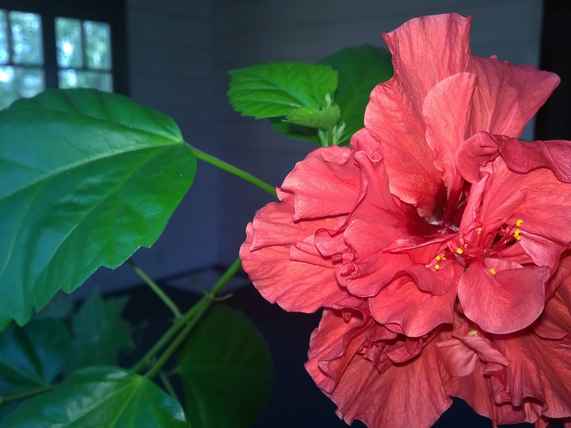 Hibiscus flower color