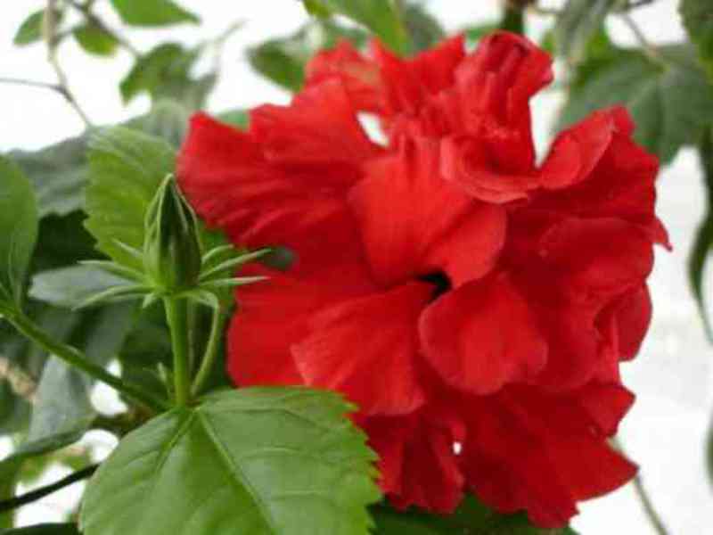 Hibiscus or chinese rose