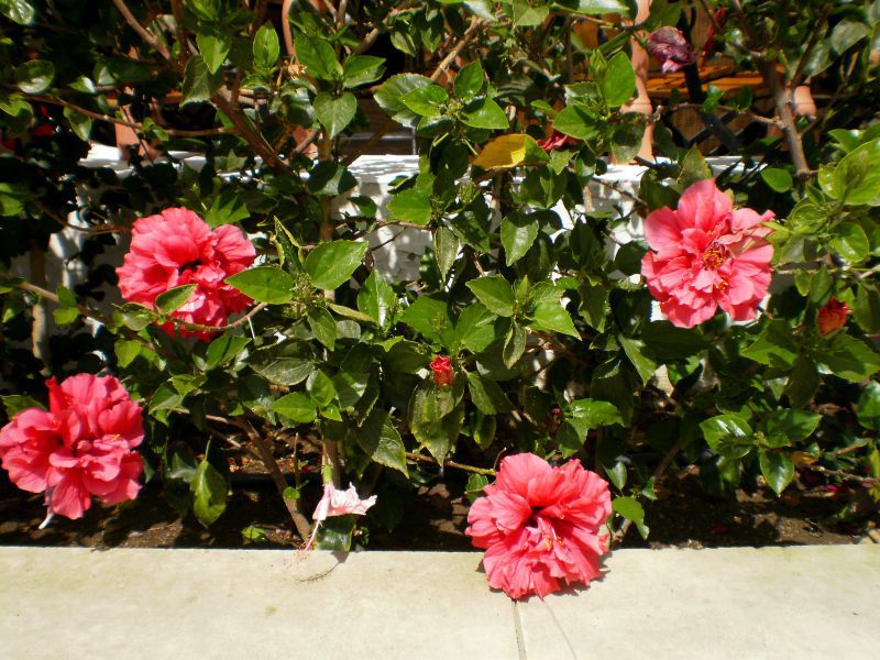 How hibiscus grows