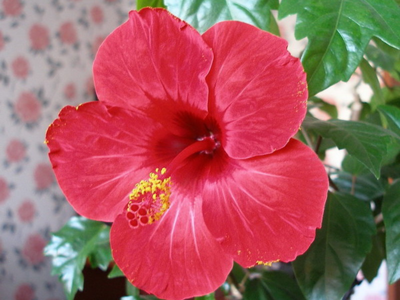 Death flower hibiscus