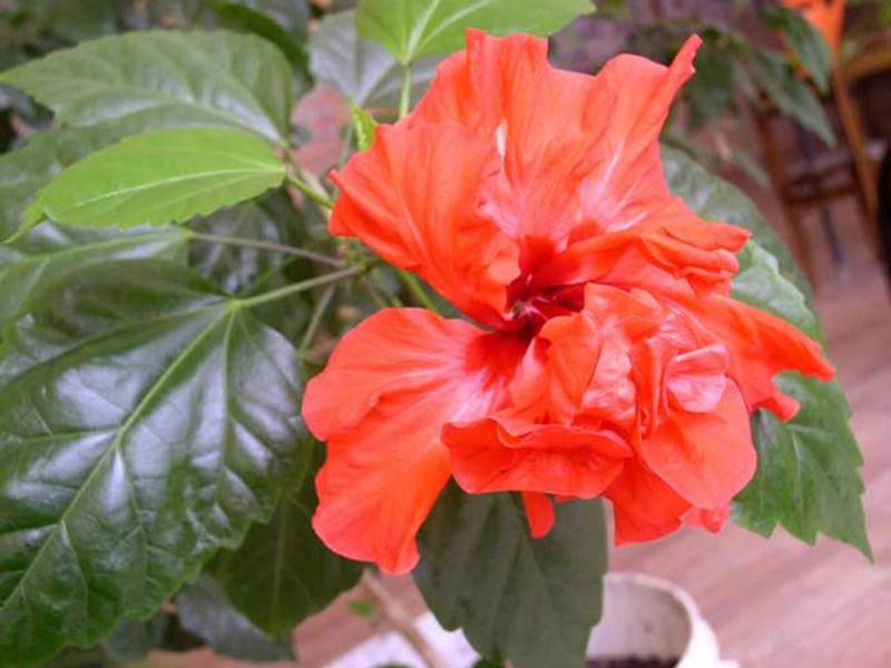 Hibiscus or Chinese rose