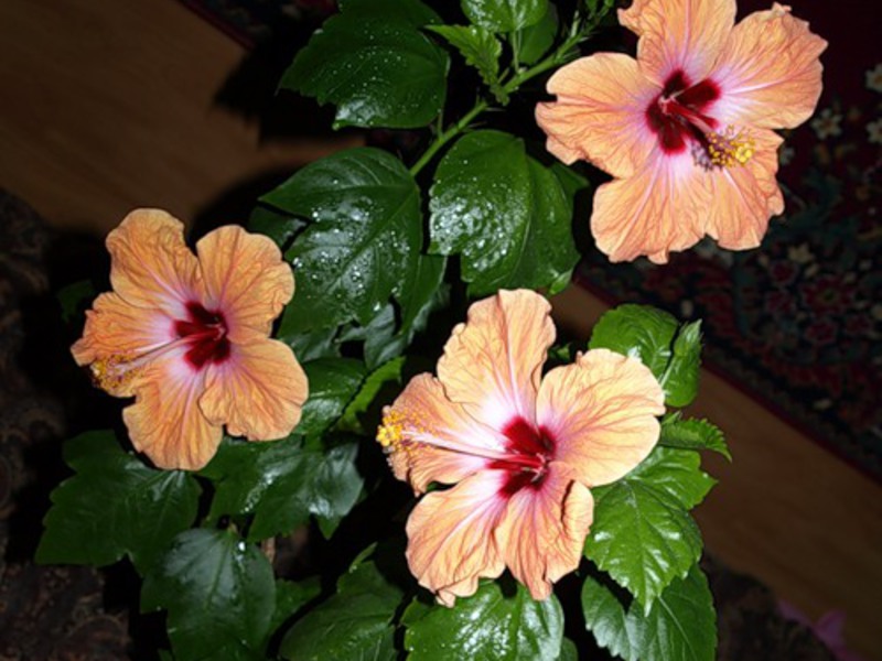 Chinese hibiscus flower