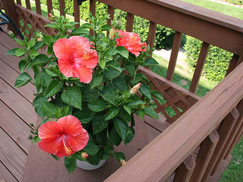 Hibiscus care rules