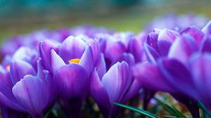 How to grow crocus