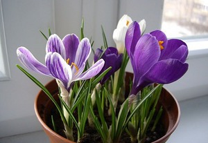 How to care for crocus at home