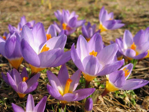 Crocuses in the garden