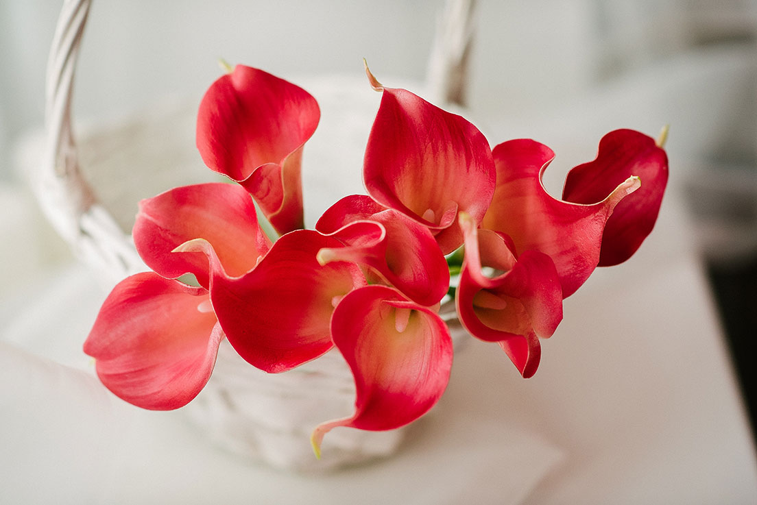 Why calla is called the flower of death