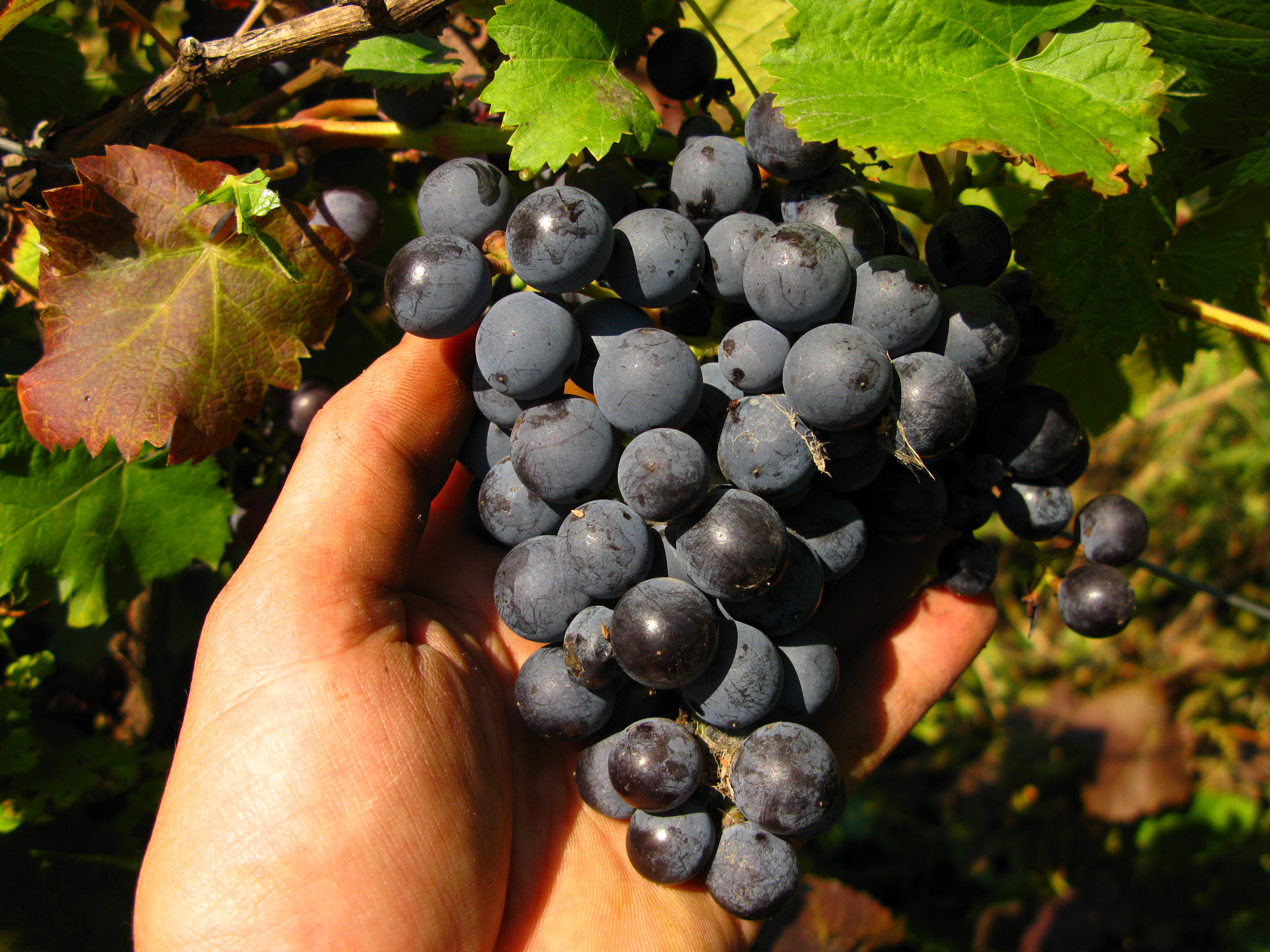 Early purple: an old proven grape for wine and food