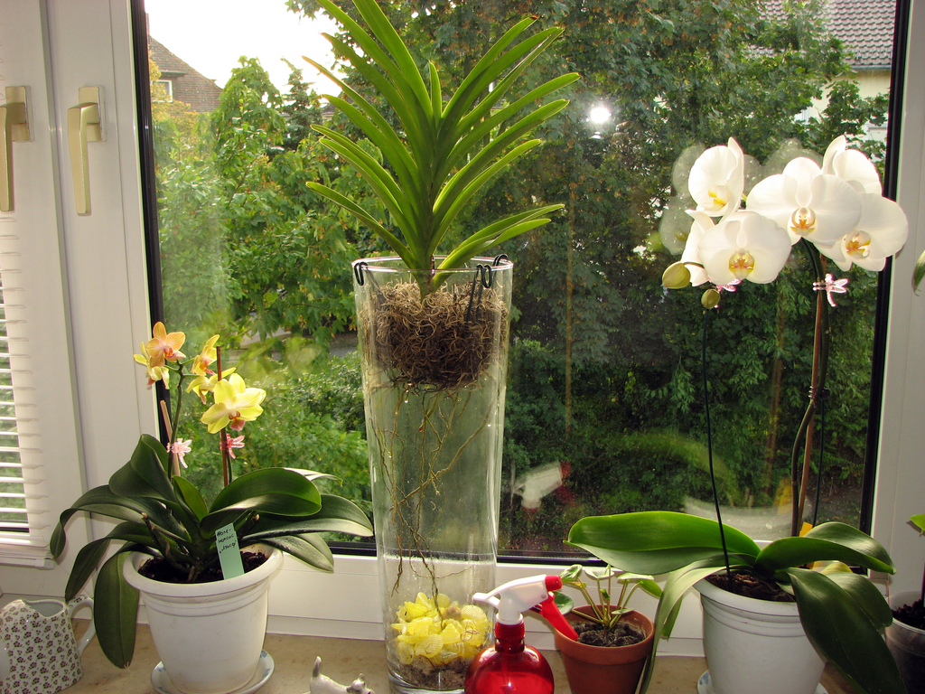 How to properly water an orchid at home