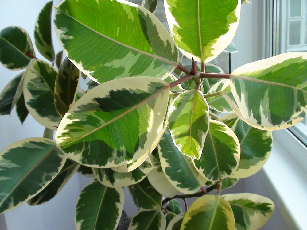 How to form the crown of rubber ficus: pruning, photo