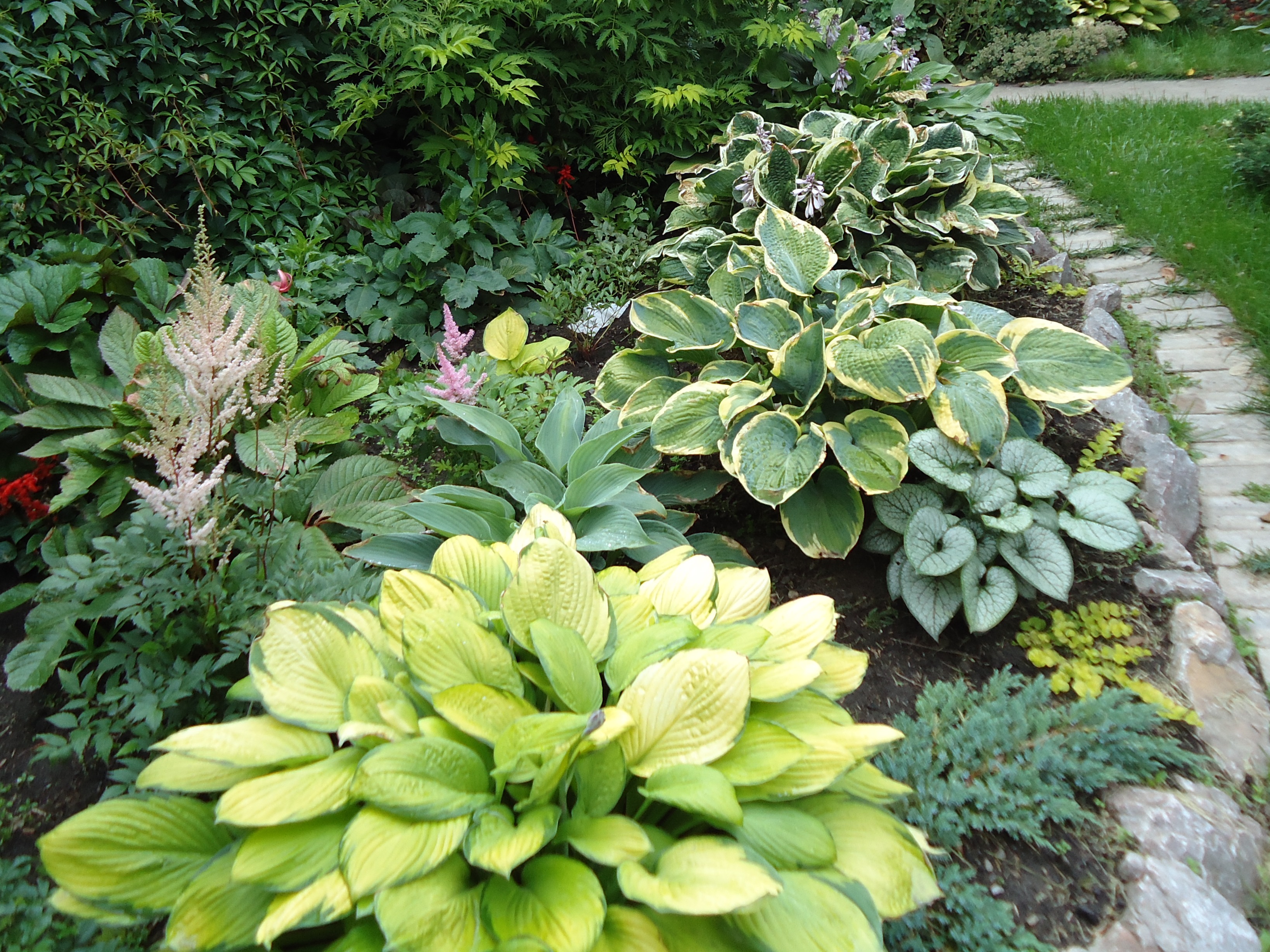 Hosta: planting and care in the open field, types and photos