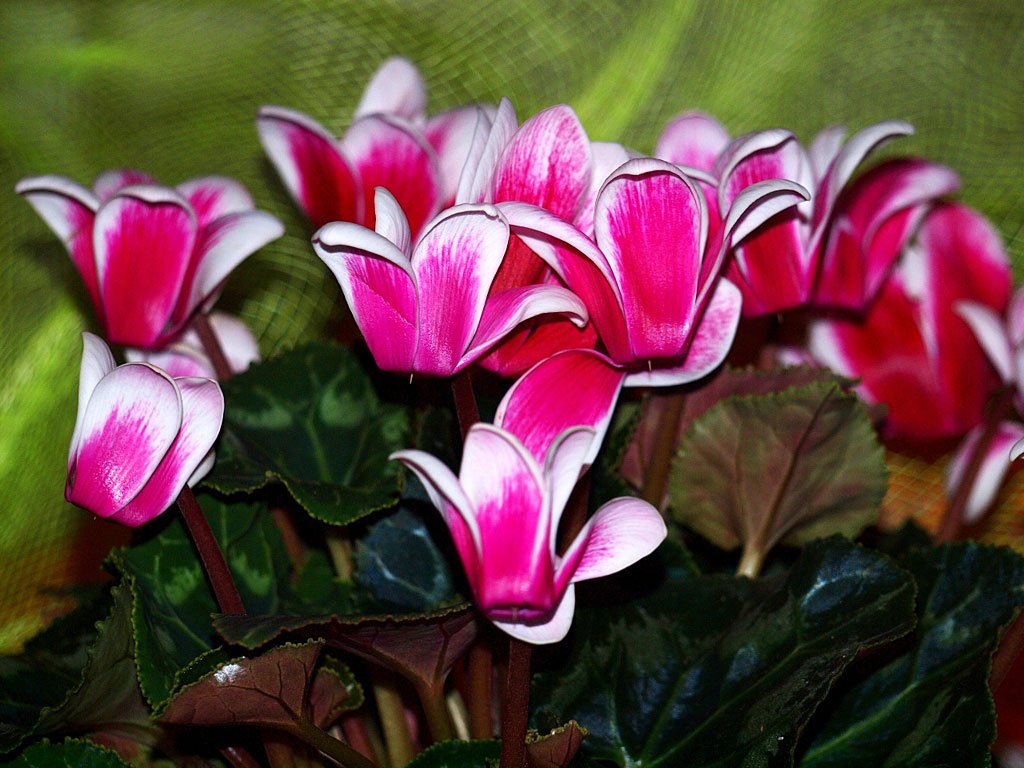 Buying a flower and how to care for a cyclamen at home?