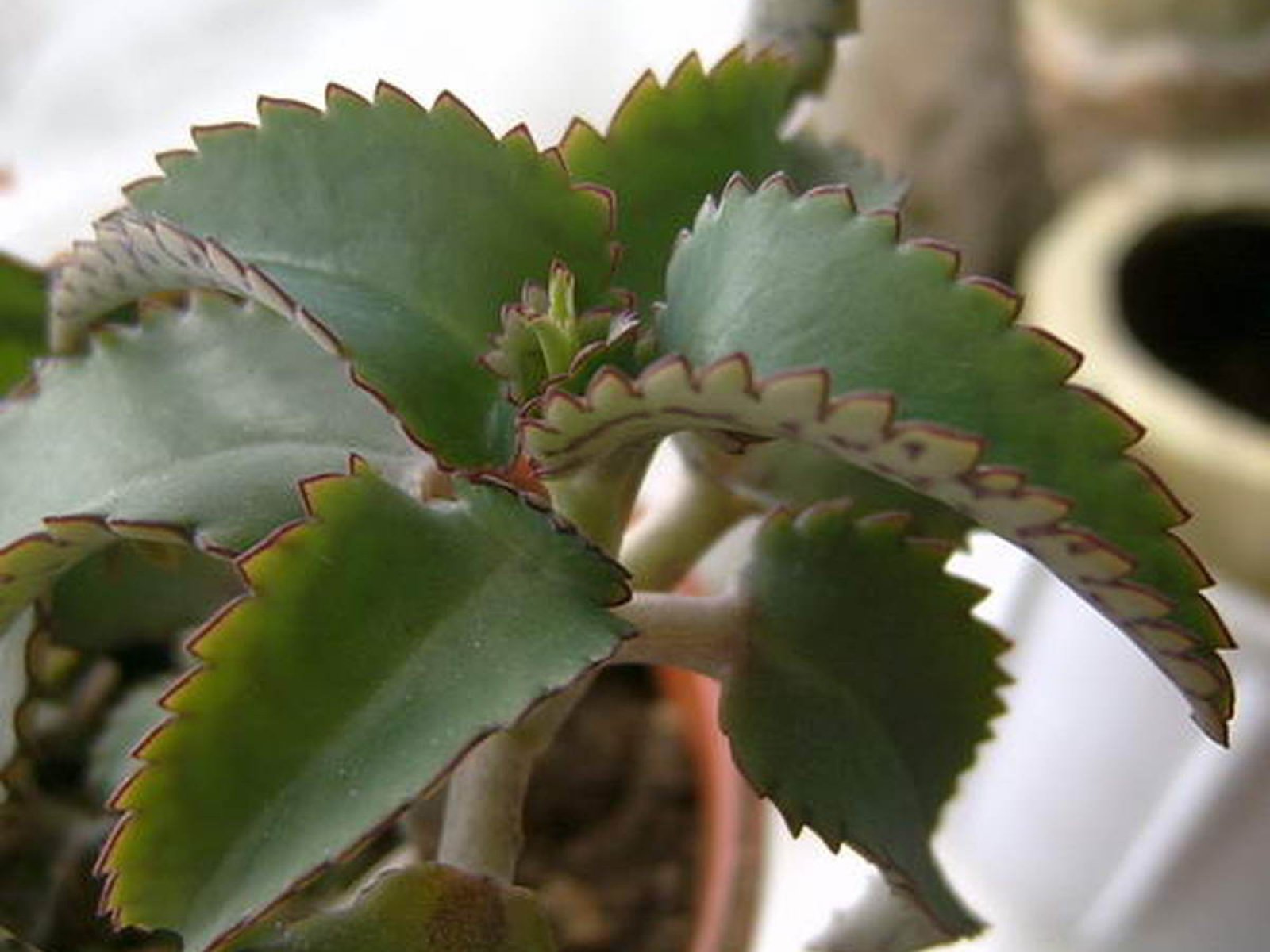 Home doctor Kalanchoe: types of flowers with photos and rules of care