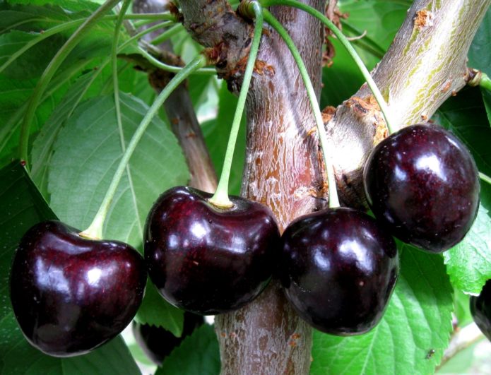 Dybera black - a proven variety in the cherry orchard