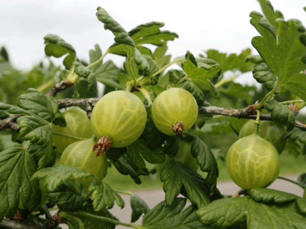 Technologies for processing gooseberries from diseases and pests, depending on the season and type of preparation